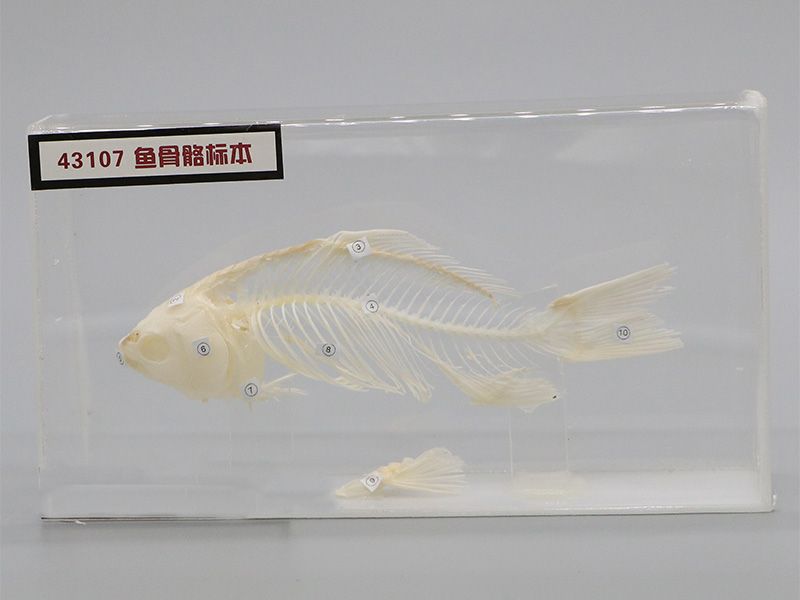 魚(yú)骨骼標(biāo)本