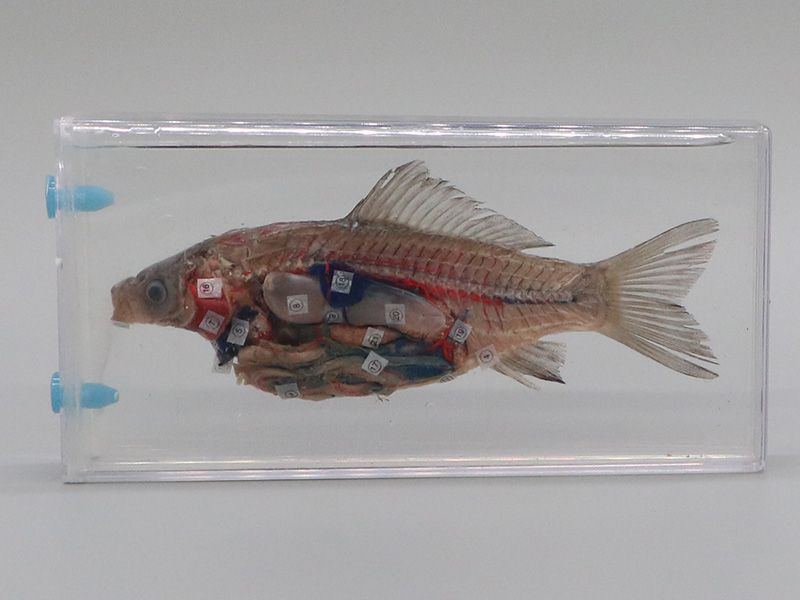 魚(yú)解剖浸制標(biāo)本